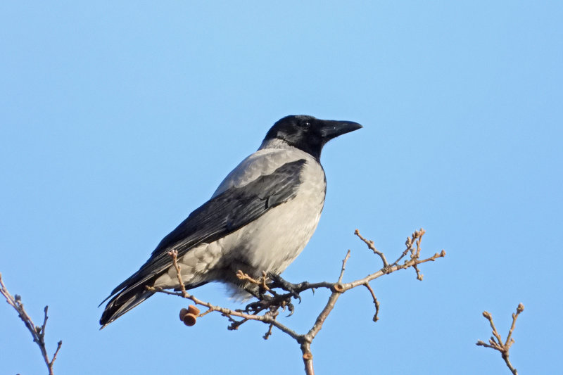 DSCN3110.jpg