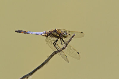 ED9F9848.jpg