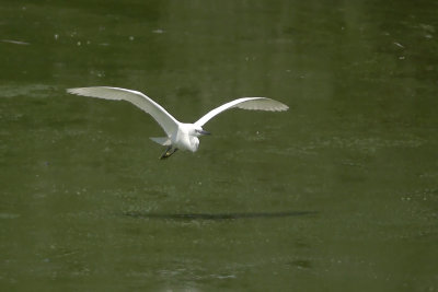 gar-2.jpg