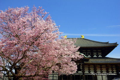 IMGP2808.JPG