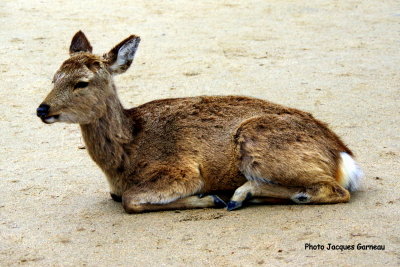 le de Miyajima, Japon - IMGP3607.JPG