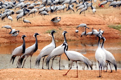 IMGP5564 - Grues demoiselles (Grus virgo), Kheechan (Khichan), Rajasthan, Inde.JPG