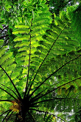 Rainbow Springs Nature Park, Rotorua, N.-Z. - IMGP9861.JPG