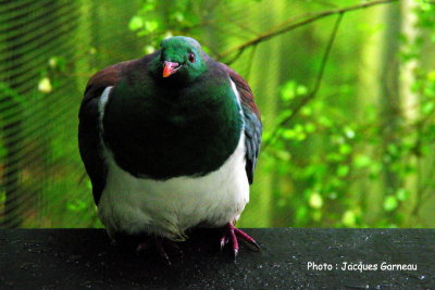 Rainbow Springs Nature Park, Rotorua, N.-Z. - IMGP9865.JPG