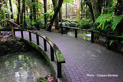 Rainbow Springs Nature Park, Rotorua, N.-Z. - IMGP9895.JPG