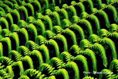 Rainbow Springs Nature Park, Rotorua, N.-Z. - IMGP9912.JPG