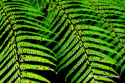 Rainbow Springs Nature Park, Rotorua, N.-Z. - IMGP9913.JPG