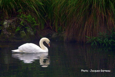 Cygne tubercul (mute swan), Rainbow Springs Nature Park, Rotorua, N.-Z. - IMGP9918.JPG