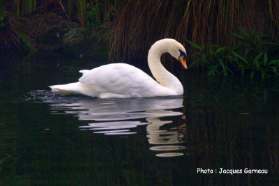 Cygne tubercul (mute swan), Rainbow Springs Nature Park, Rotorua, N.-Z. - IMGP9919.JPG