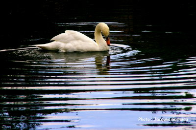 Cygne tubercul (mute swan), Rainbow Springs Nature Park, Rotorua, N.-Z. - IMGP9922.JPG