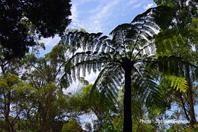 Jardin botanique, Wellington, N.-Z. - IMGP0387.JPG