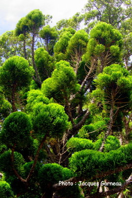 Araucaria cunninghamii, Jardin botanique de Wellington, N.-Z. - IMGP0393.JPG