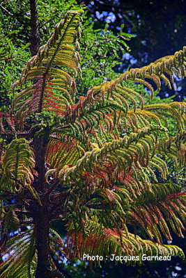 Jardin botanique, Wellington, N.-Z. - IMGP0396.JPG