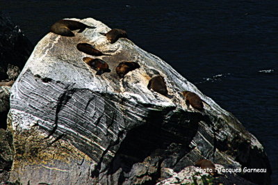 Milford Sound, Parc national de Fjorland, N.-Z. IMGP0639.JPG