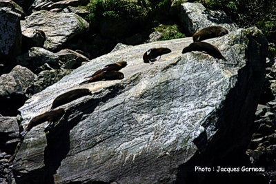 Milford Sound, Parc national de Fjorland, N.-Z. IMGP0645.JPG