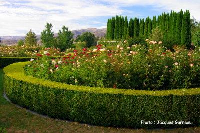Jardin de roses (style anglais), March de fruits de la famille Jones, Central Otago, Cromwell, N.-Z. - IMGP0695.JPG
