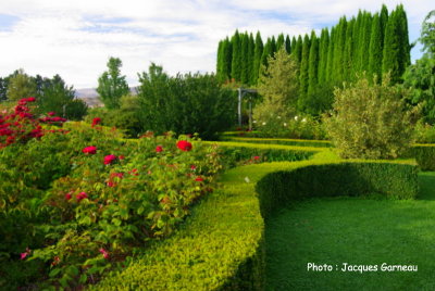 Jardin de roses (style anglais), March de fruits de la famille Jones, Central Otago, Cromwell, N.-Z. - IMGP0696.JPG