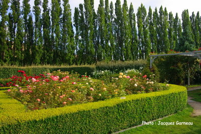 Jardin de roses (style anglais), March de fruits de la famille Jones, Central Otago, Cromwell, N.-Z. - IMGP0698.JPG