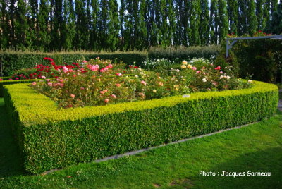 Jardin de roses (style anglais), March de fruits de la famille Jones, Central Otago, Cromwell, N.-Z. - IMGP0699.JPG