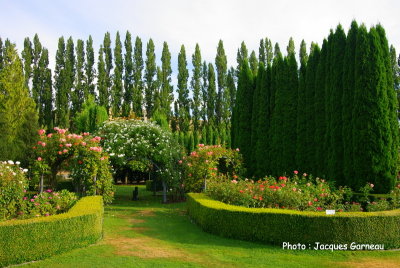 Jardin de roses (style anglais), March de fruits de la famille Jones, Central Otago, Cromwell, N.-Z. - IMGP0702.JPG