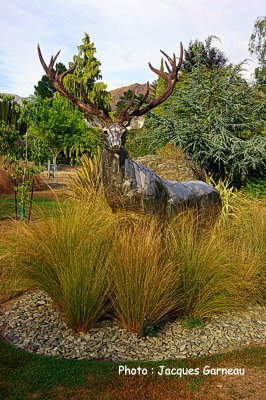 Jardin de roses (style anglais), March de fruits de la famille Jones, Central Otago, Cromwell, N.-Z. - IMGP0703.JPG