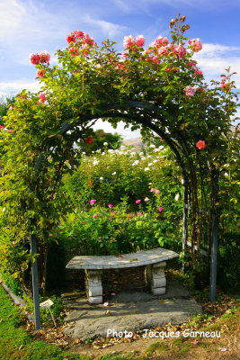 Jardin de roses (style anglais), March de fruits de la famille Jones, Central Otago, Cromwell, N.-Z. - IMGP0715.JPG
