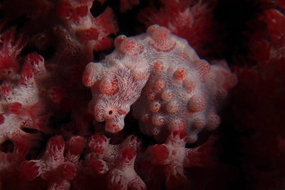 Pygmee seahorse2.JPG