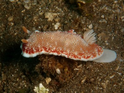 Chromodoris1.JPG