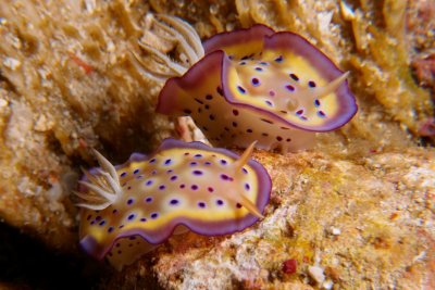 Chromodoris11.JPG