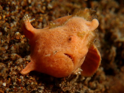 Frogfish1.JPG