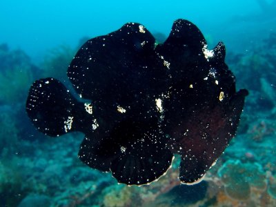 Frogfish10.JPG