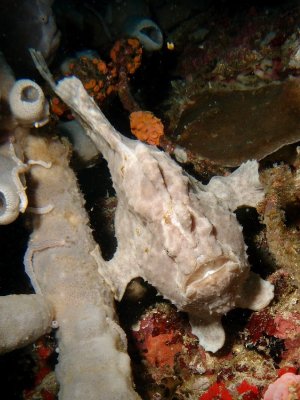 Frogfish12.JPG