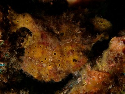 Frogfish3.JPG