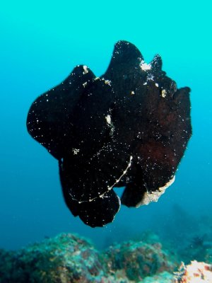 Frogfish7.JPG