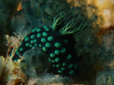 Nembrotha6.JPG