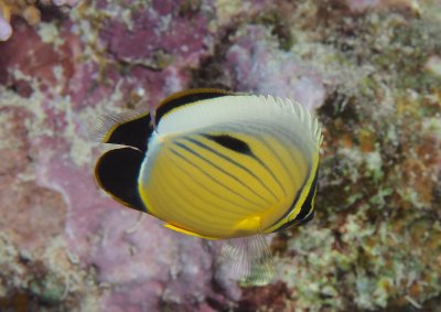 Marsa Alam september 2017