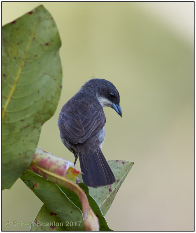 Red winged Tanager female 1.jpg