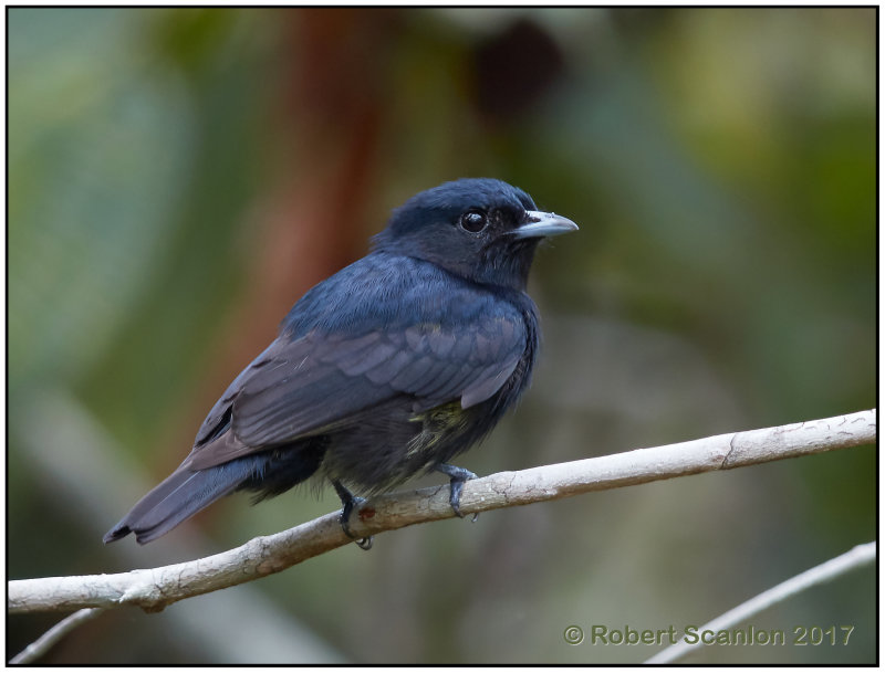 black manakin.jpg