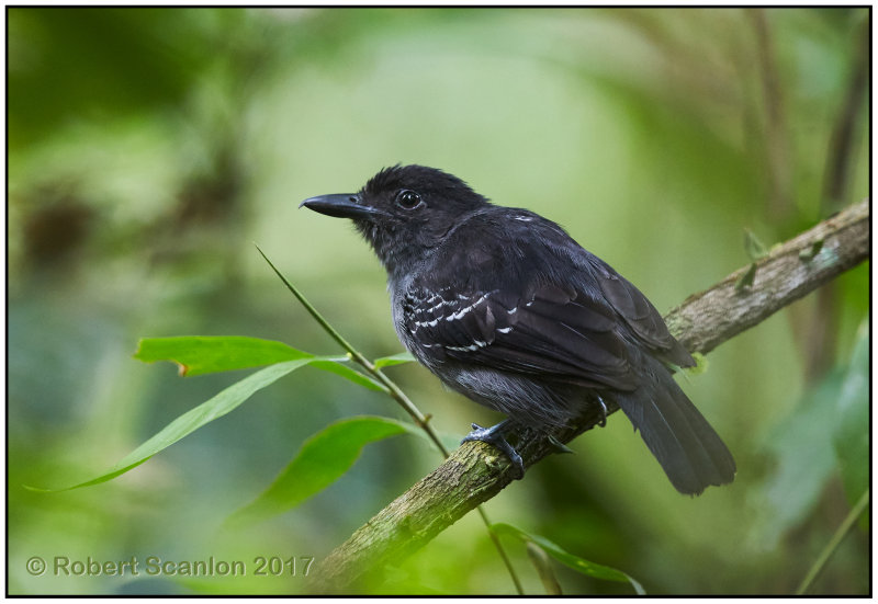 blackish-grey antshrike male 2.jpg