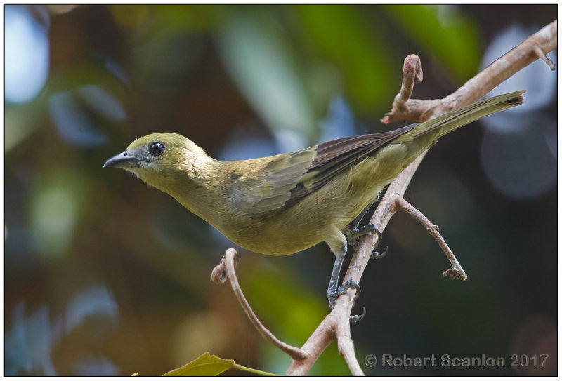 palm tanager.jpg