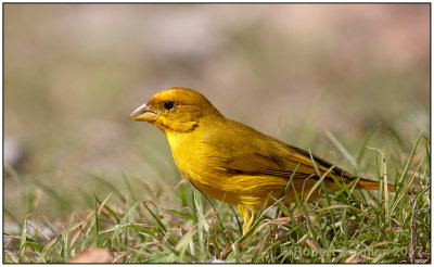 Ornage-fronted Yellow-Finch.jpg