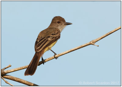 Short-crested Flycatcher.jpg