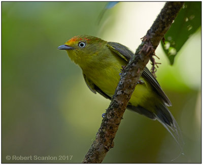 Wire-tailed Manakin imm male.jpg