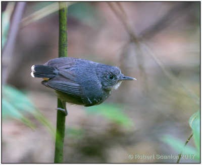 black-chinned antbird female.jpg