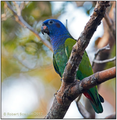 blue-headed parrot.jpg