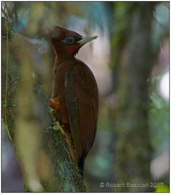 chestnut woodpecker.jpg