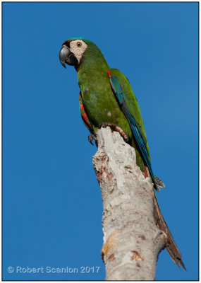 chestnut-fronted macaw.jpg