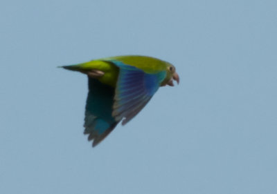 cobalt-winged parakeet record shot.jpg