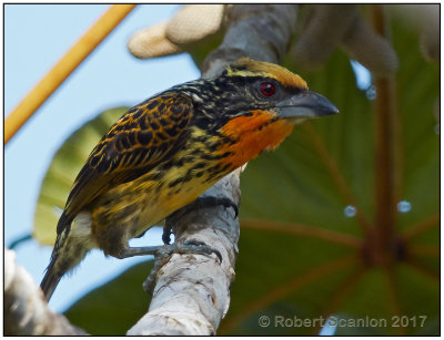 gilded barbet.jpg