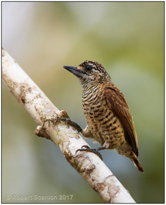 golden-spangled piculet female 2.jpg